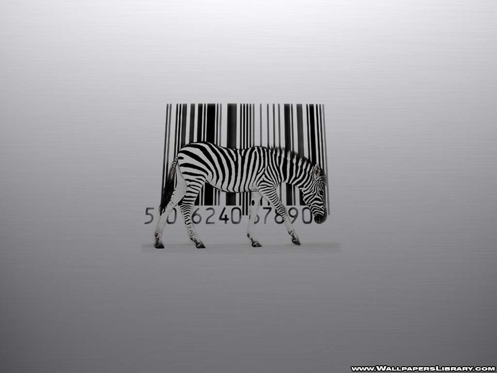 Funny Zebra Wallpaper