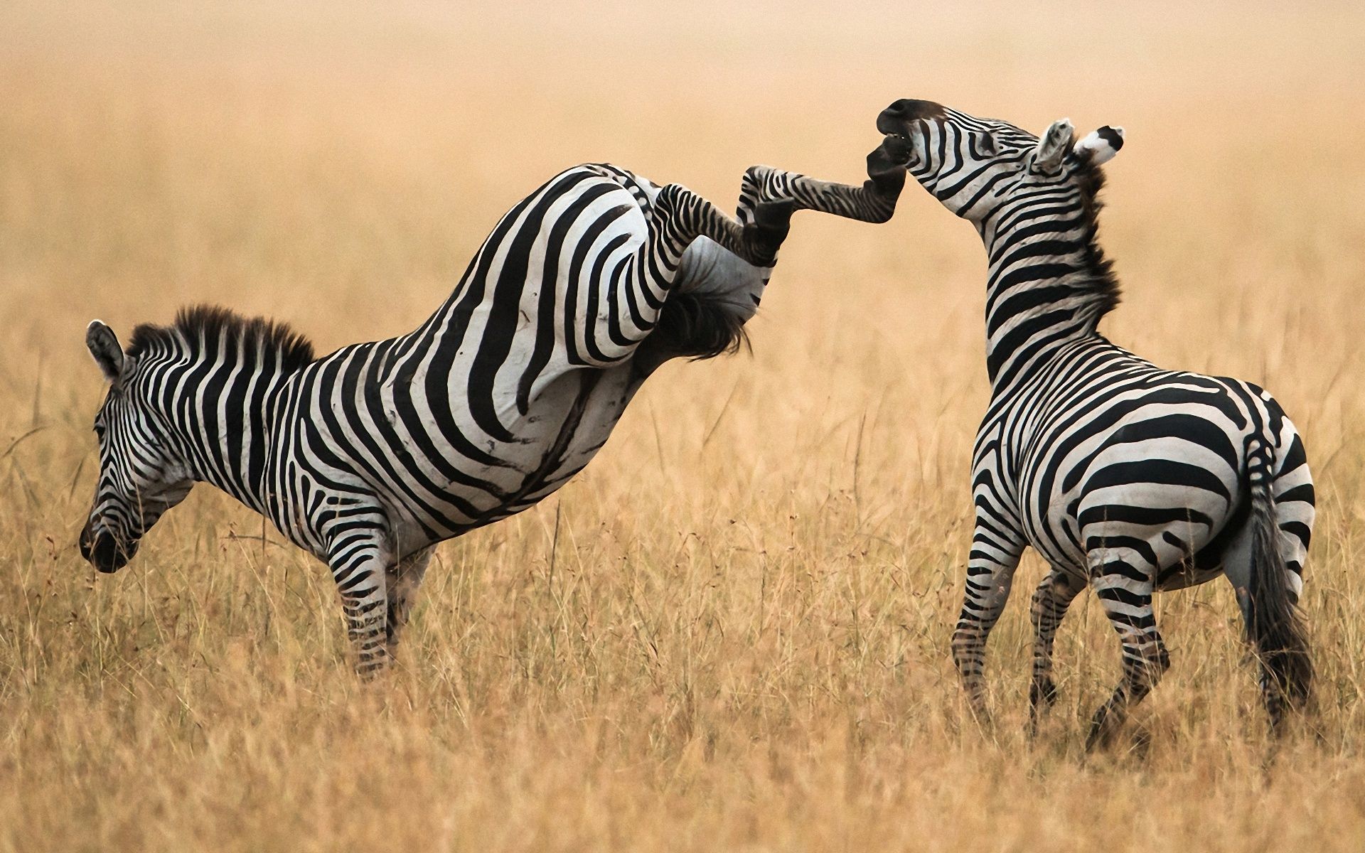 nature, Zebra, Grass, Kick Wallpaper HD / Desktop and Mobile Background