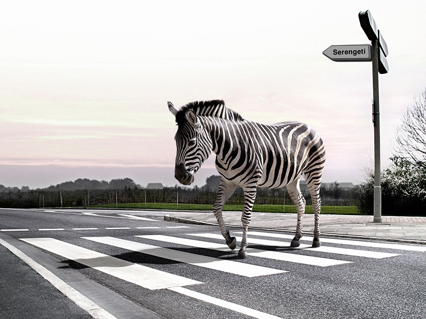 Wallpaper funny Zebras Roads Asphalt animal