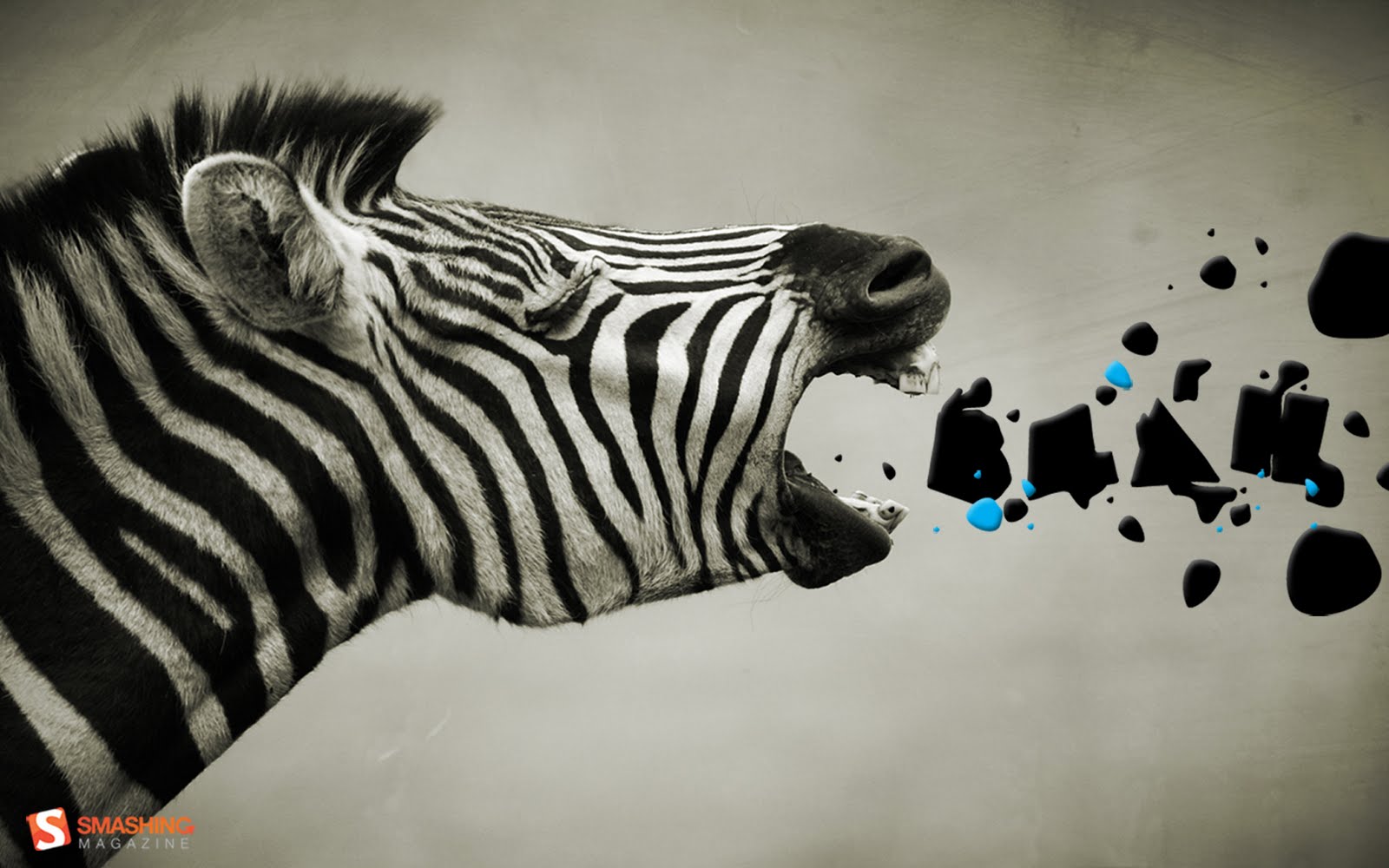 Funny Image Collection: Image for Zebra wallpaper for computer!