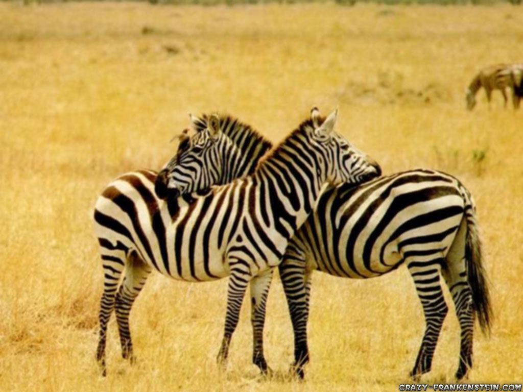 Natures Mighty Picture, nature photo, nature wallpaper. Zebras, Animals beautiful, Savanna animals