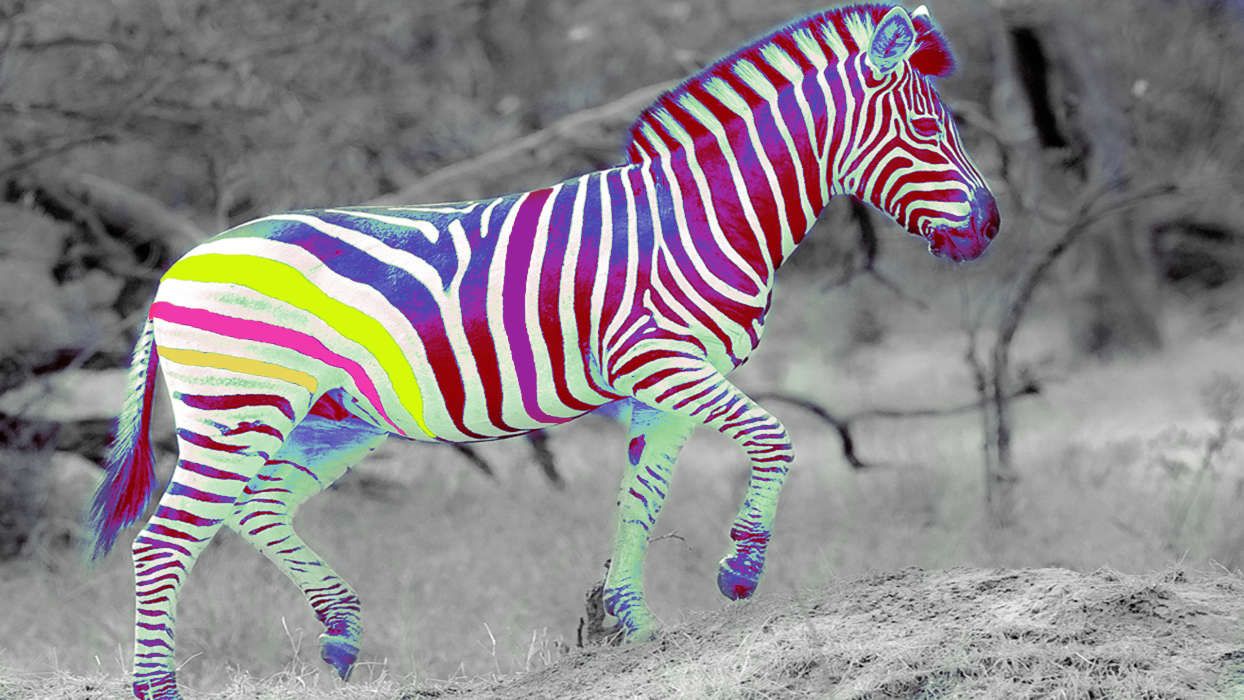 Download mobile wallpaper: Funny, Animals, Zebra, free. 22724