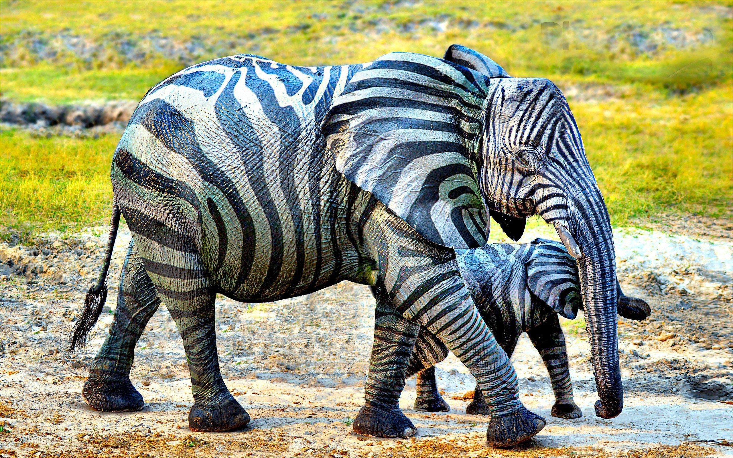 Animal Elephant Zebra Wallpaper:2560x1600