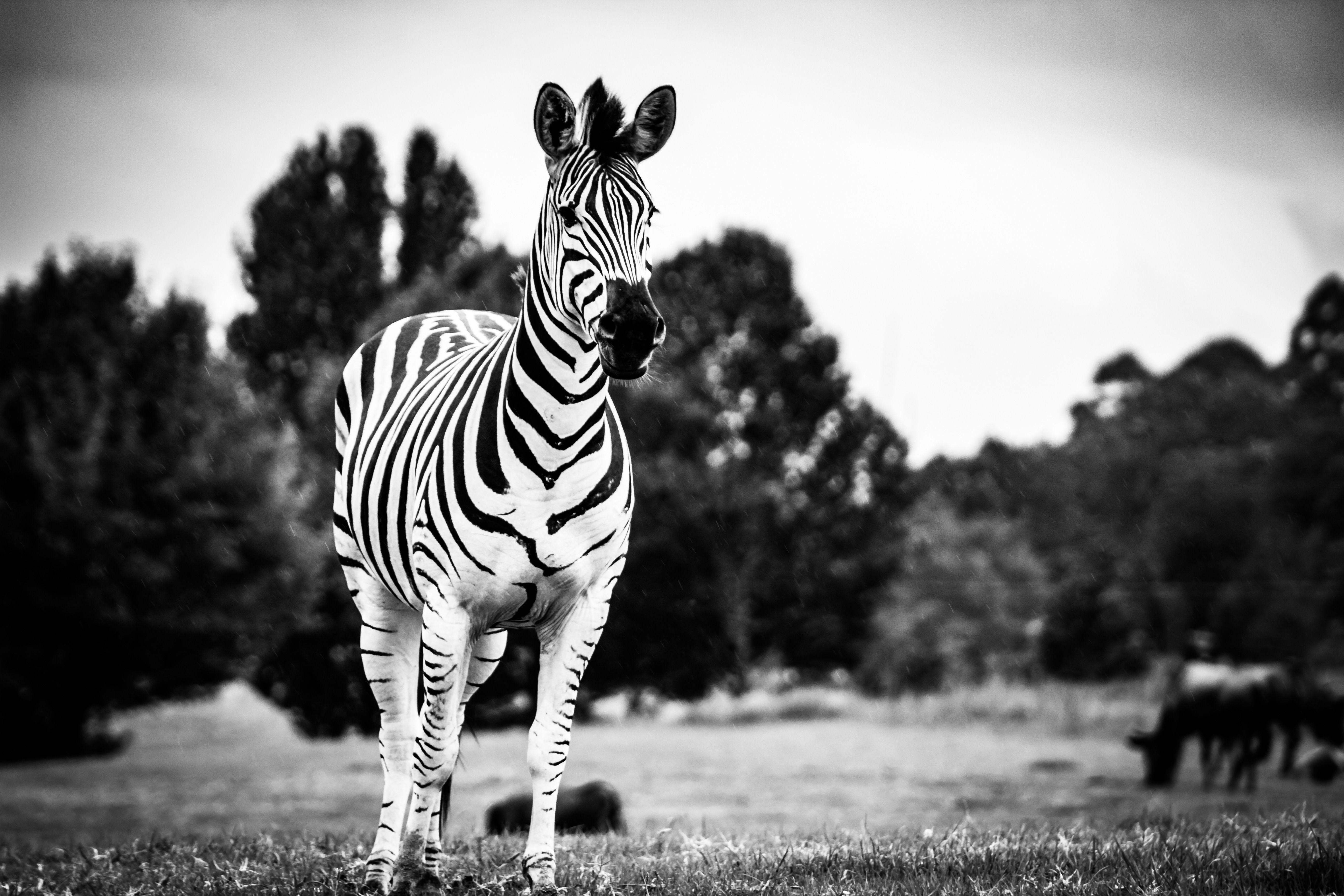 Zebra Black And White 4k 5k, HD Animals, 4k Wallpaper, Image, Background, Photo and Picture