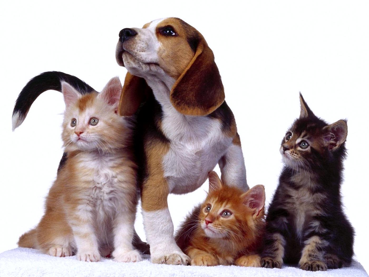 Dog And Cats Wallpaper HD / Desktop and Mobile Background