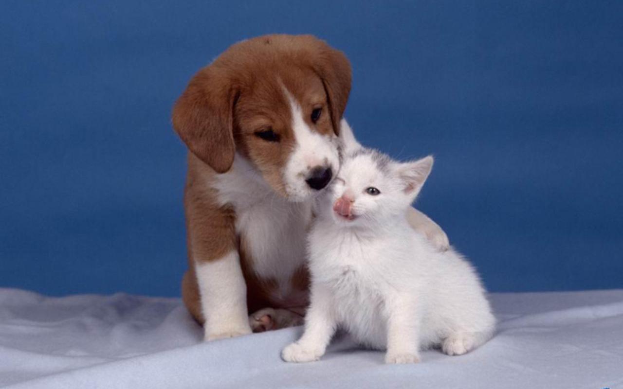 Free download Dog and Cat Wallpaper Teddybear64 Wallpaper 16835281 [1280x800] for your Desktop, Mobile & Tablet. Explore Cat And Dogs Wallpaper. Cat And Dogs Wallpaper, Wallpaper Dogs and Cats