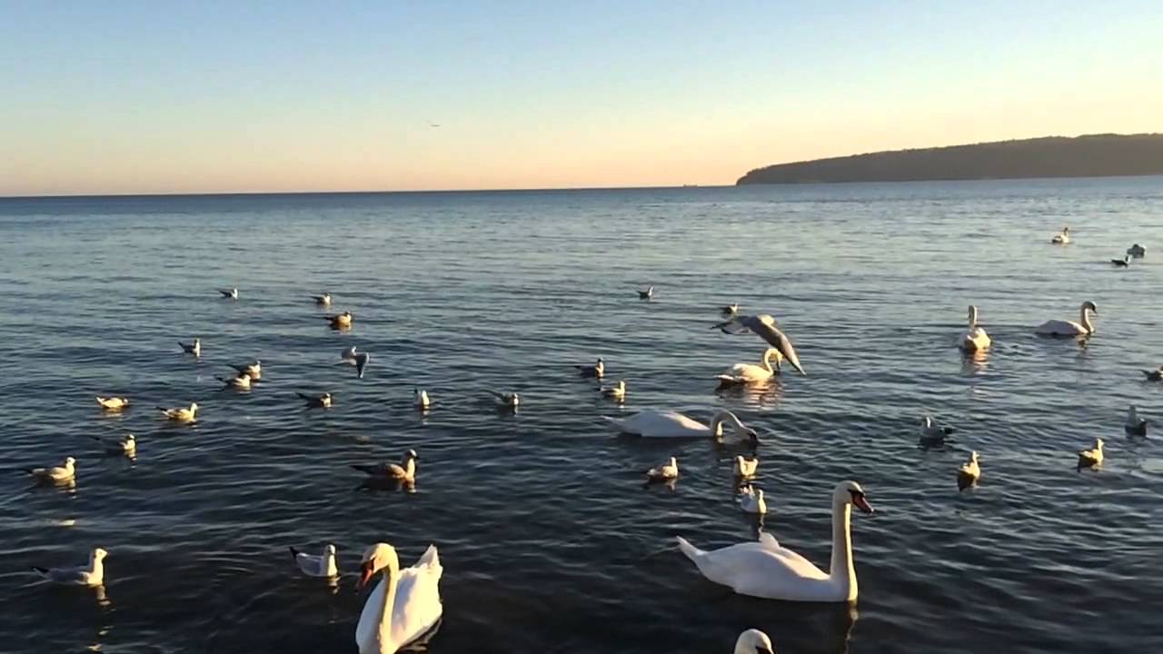 Varna Sea Gulls wallpaperx720