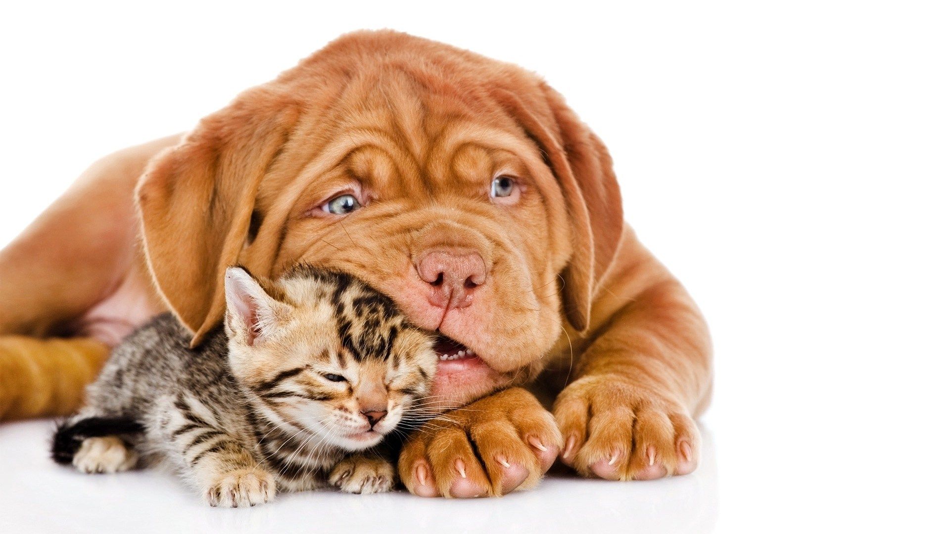 Free download Wallpaper For HD 16 Cute Dog And Cat Friends Dogs Cats [1920x1080] for your Desktop, Mobile & Tablet. Explore Cat And Dogs Wallpaper. Cat And Dogs Wallpaper