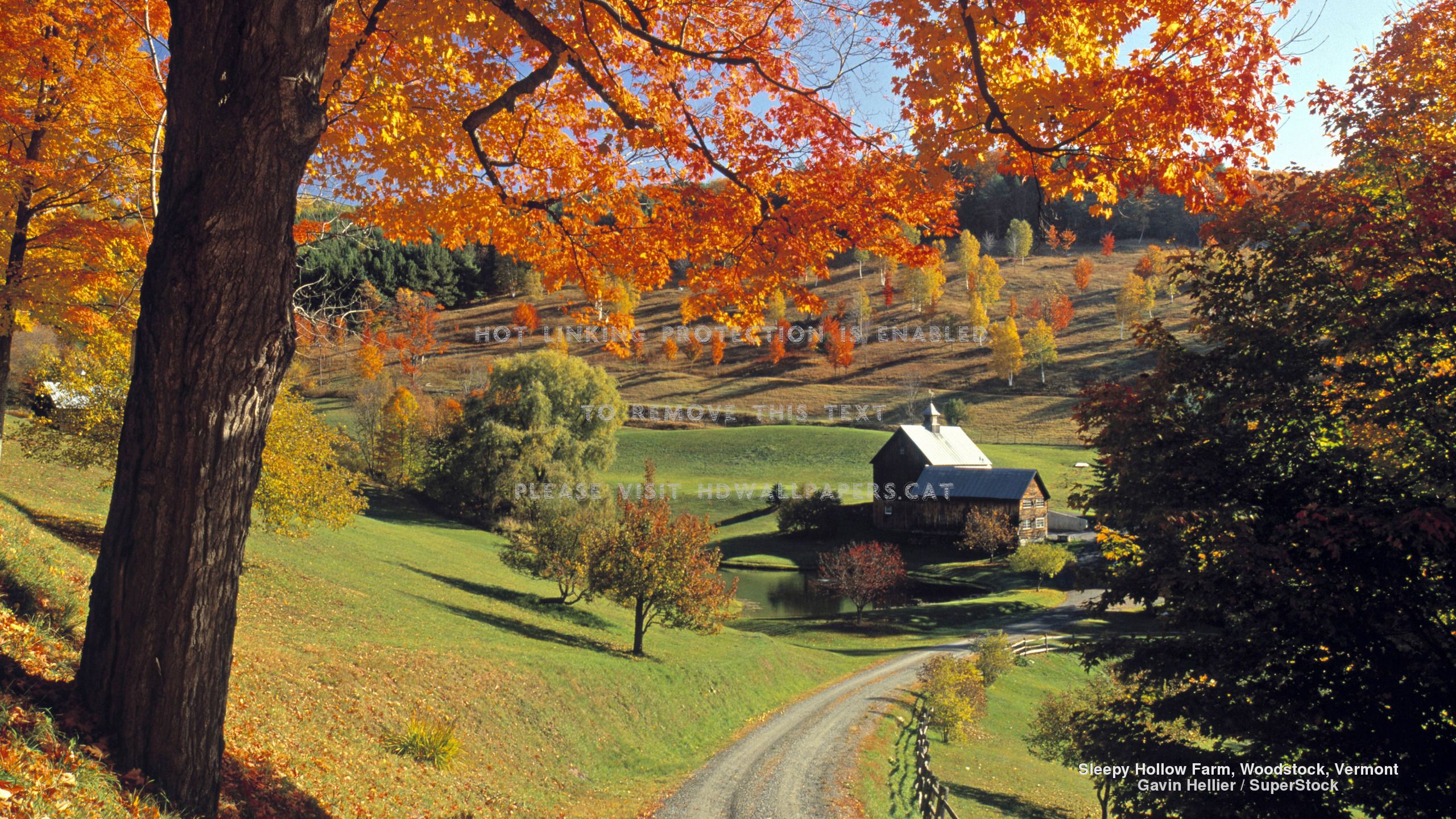 vermont autumn landscape popular trees