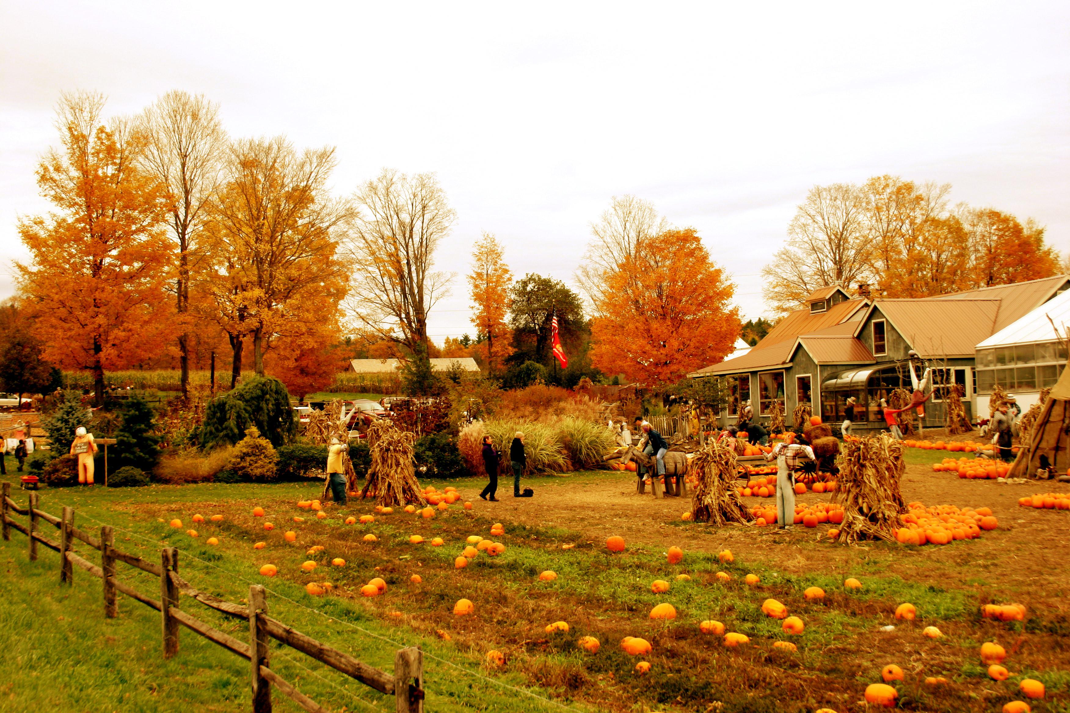 осень в деревне картинки красивые