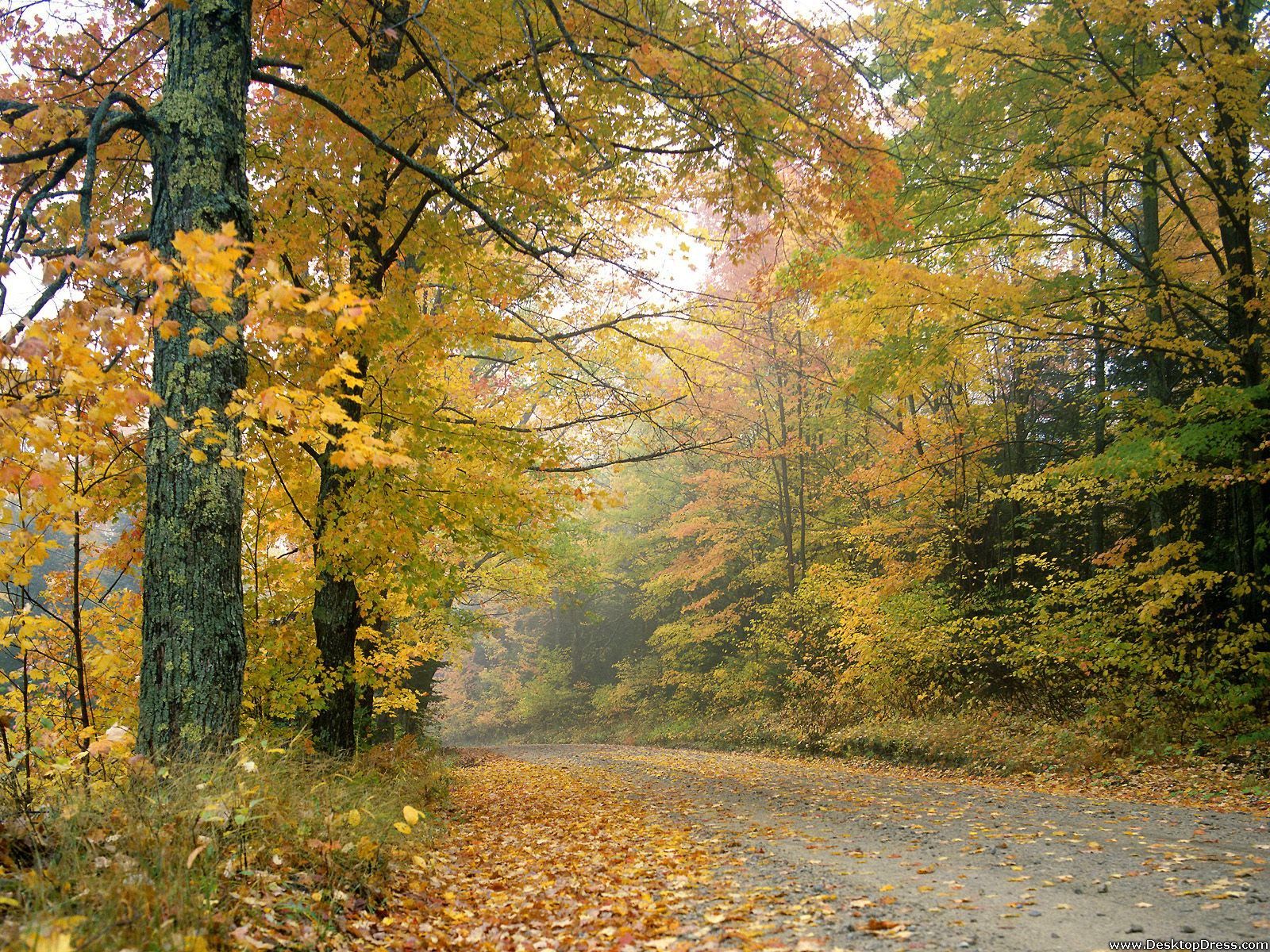 Desktop Wallpaper Natural Background Crisp Autumn Afternoon, Vermont