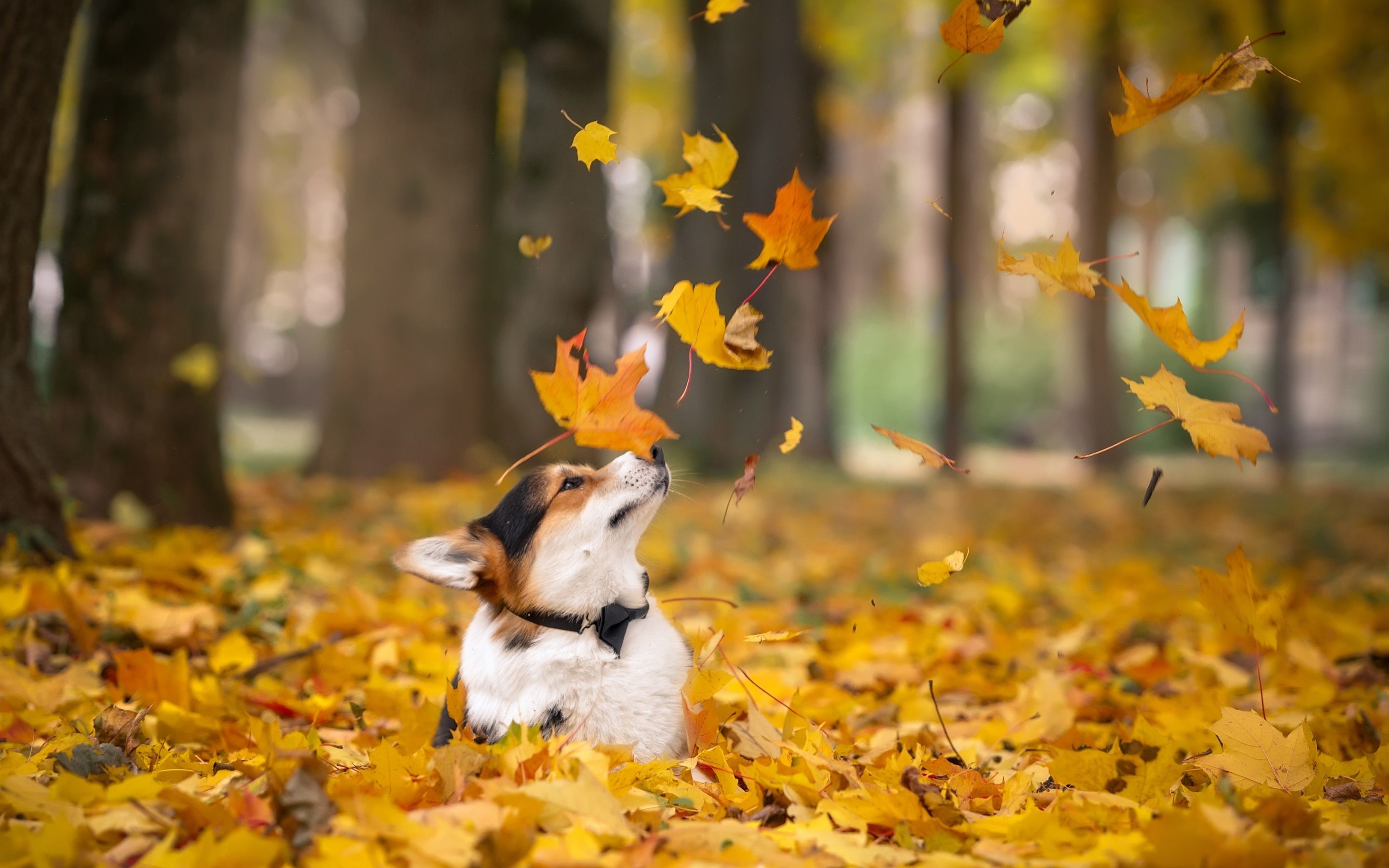Wallpaper Corgi in autumn, dog, yellow maple leaves 2880x1800 HD Picture, Image