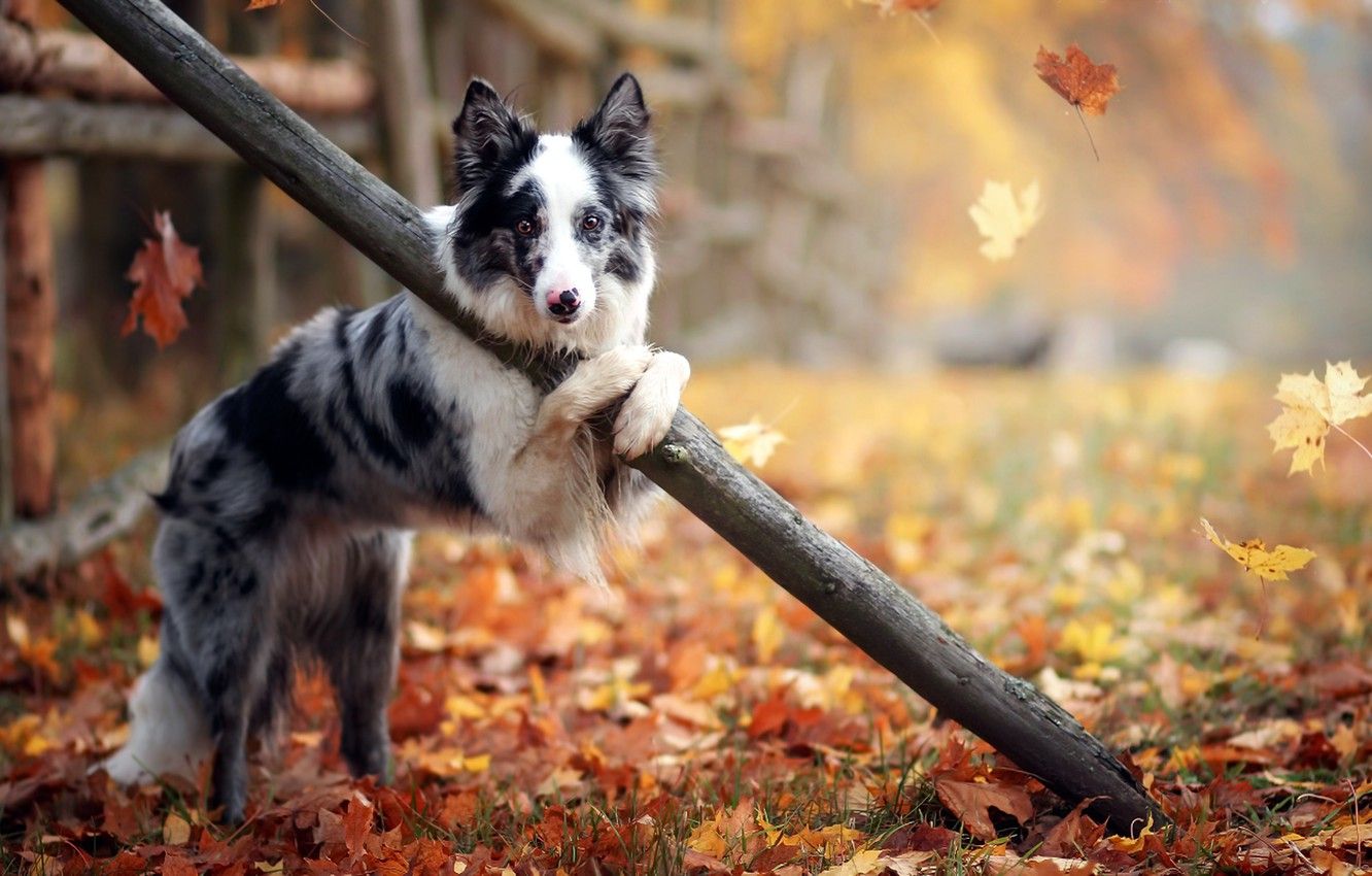 Wallpaper autumn, each, dog image for desktop, section собаки