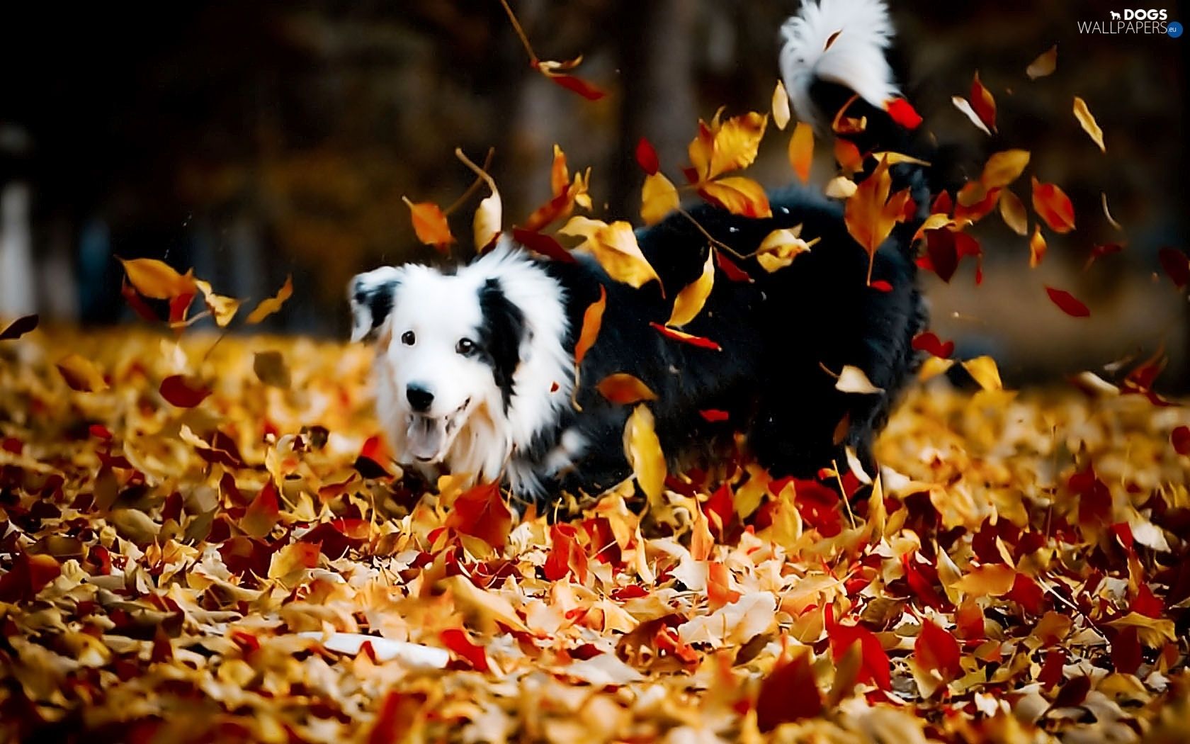 autumn, play, dog wallpaper: 1680x1050