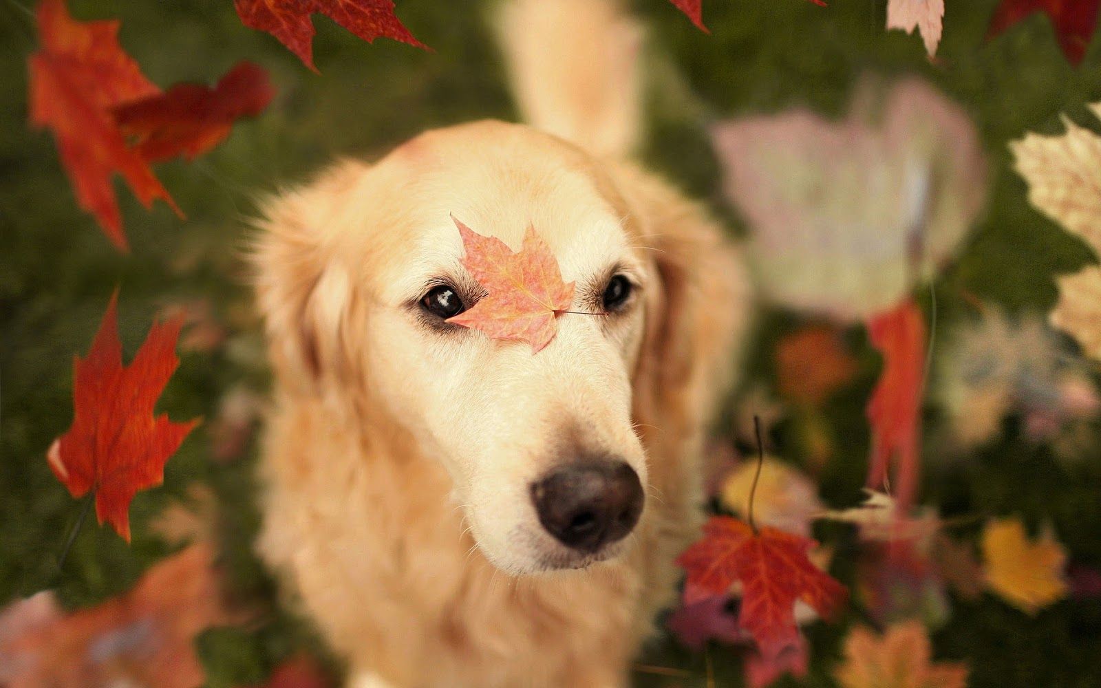 Autumn wallpaper with a dog and leaves. HD Animals Wallpaper