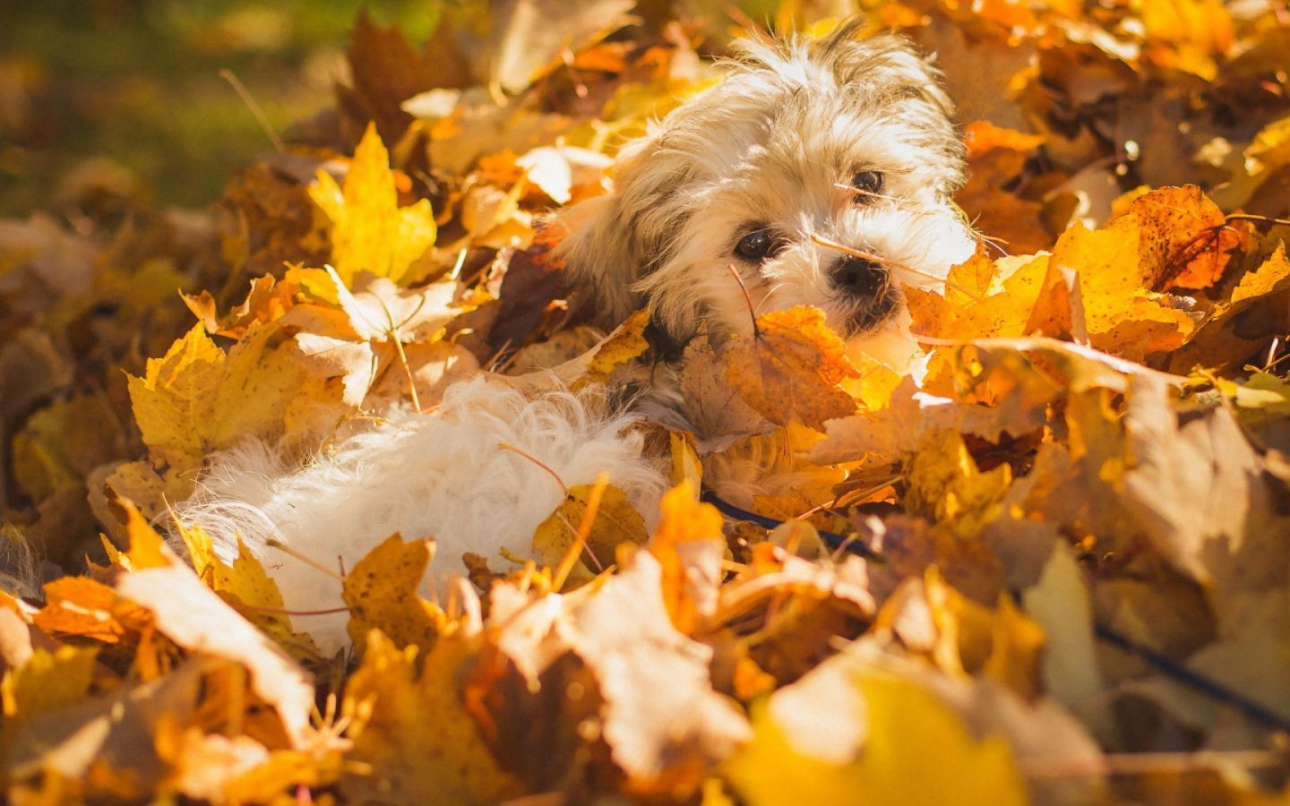 Dog in autumn leaves Desktop wallpaper 1440x900