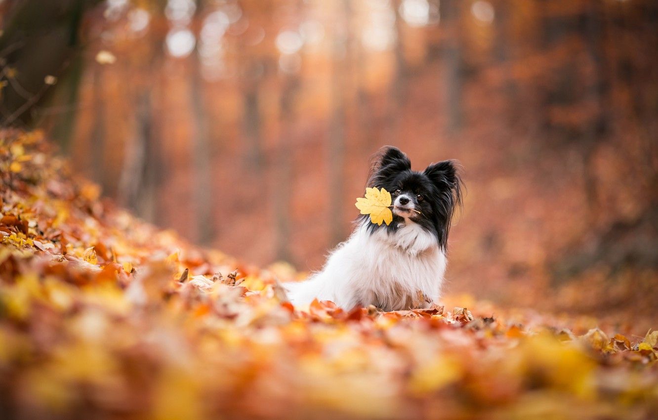 Wallpaper autumn, nature, foliage, leaf, dog, leaf, falling leaves, dog, Papillon, Papillon image for desktop, section собаки