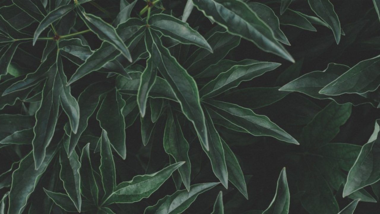 How to Create Mobile Wallpaper to Share with Your Instagram Followers