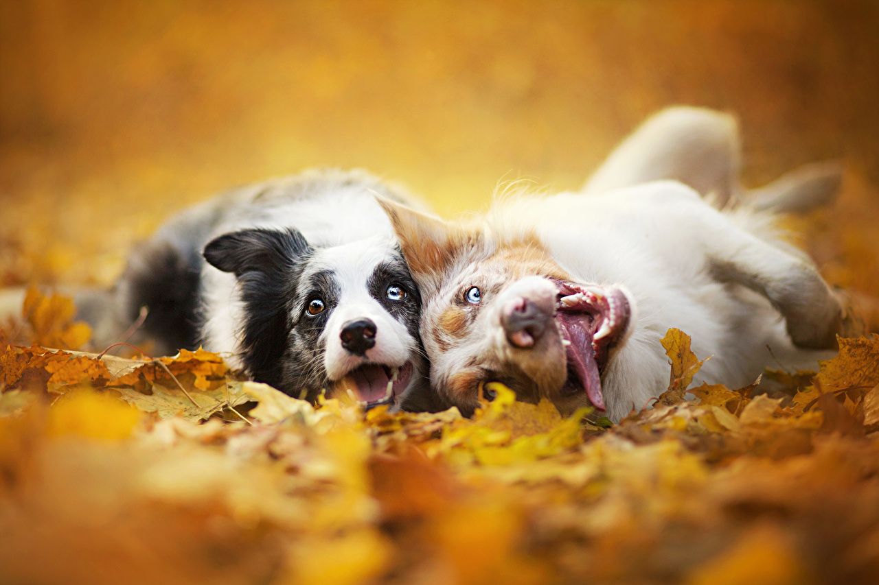 Desktop Wallpaper Border Collie dog Two Autumn animal Glance