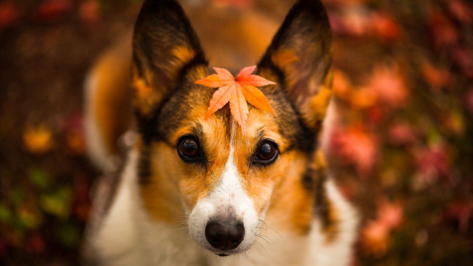 Download wallpaper 1920x1080 dog, face, leaves, autumn HD background