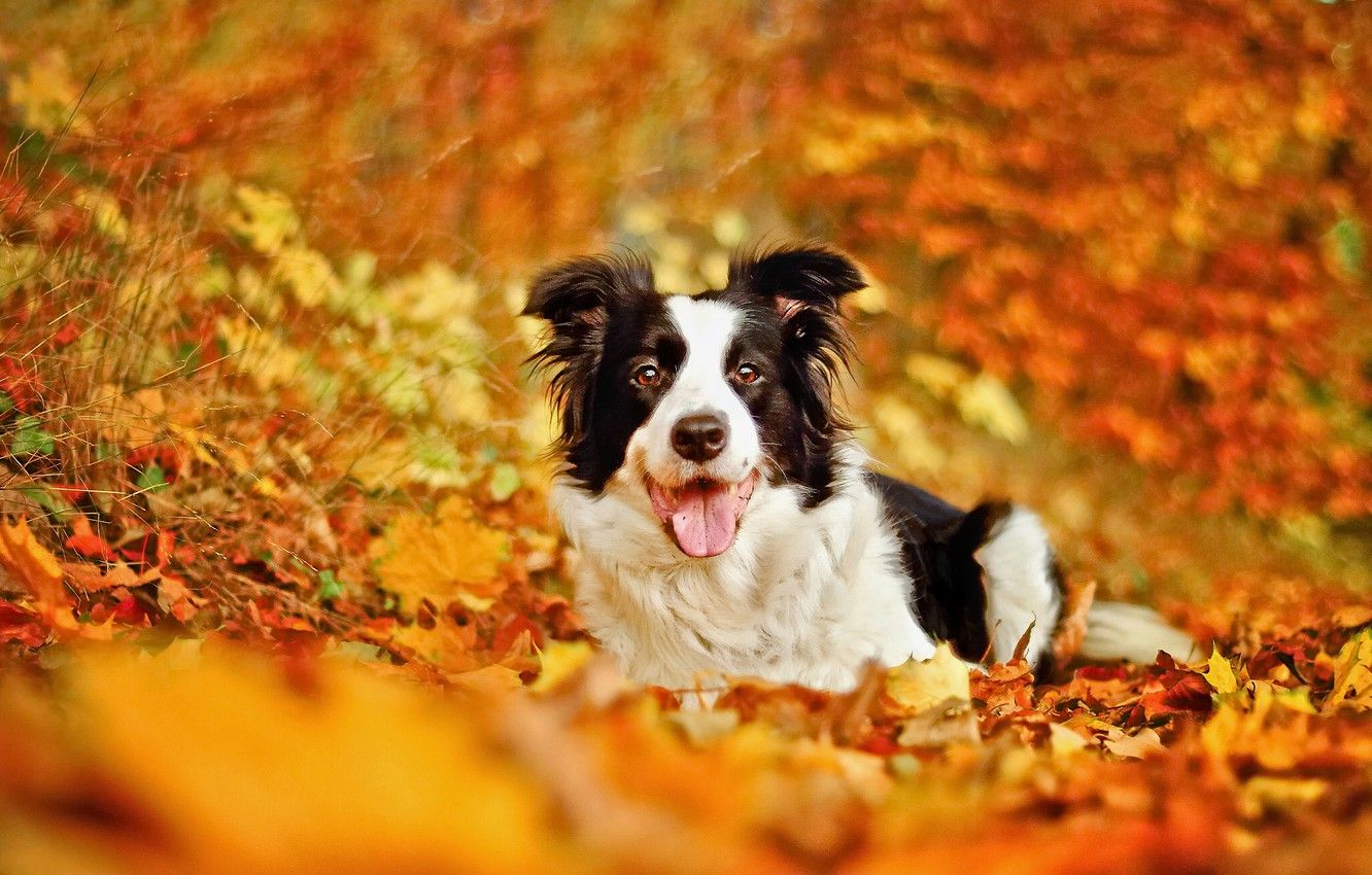 Wallpaper autumn, leaves, dog, bokeh, The border collie image for desktop, section собаки