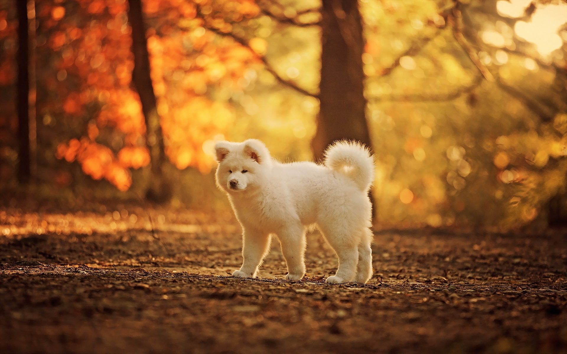 Wallpaper Cute white dog, autumn, trees 1920x1200 HD Picture, Image