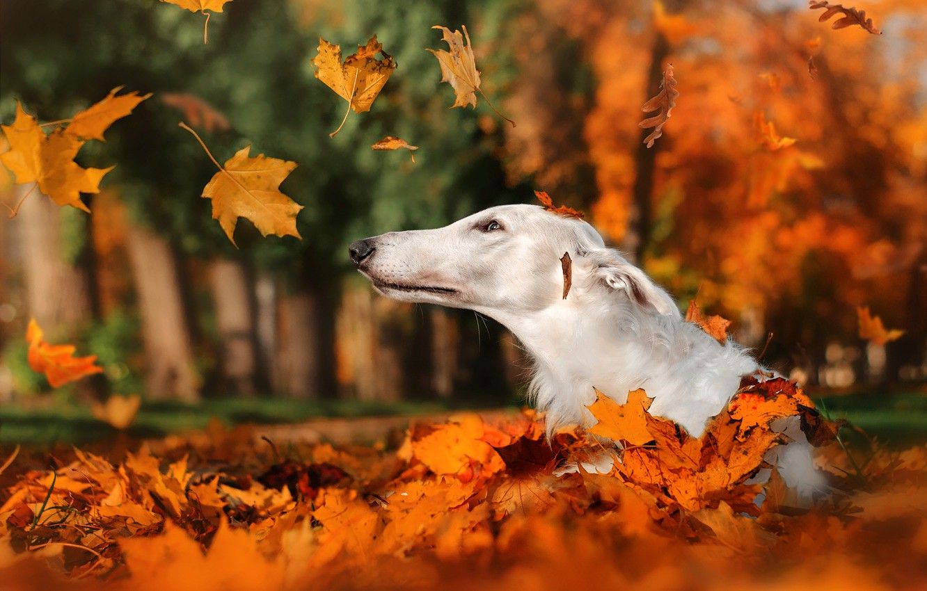Wallpaper autumn, leaves, nature, Park, animal, dog, head, falling leaves, dog, Greyhound image for desktop, section собаки
