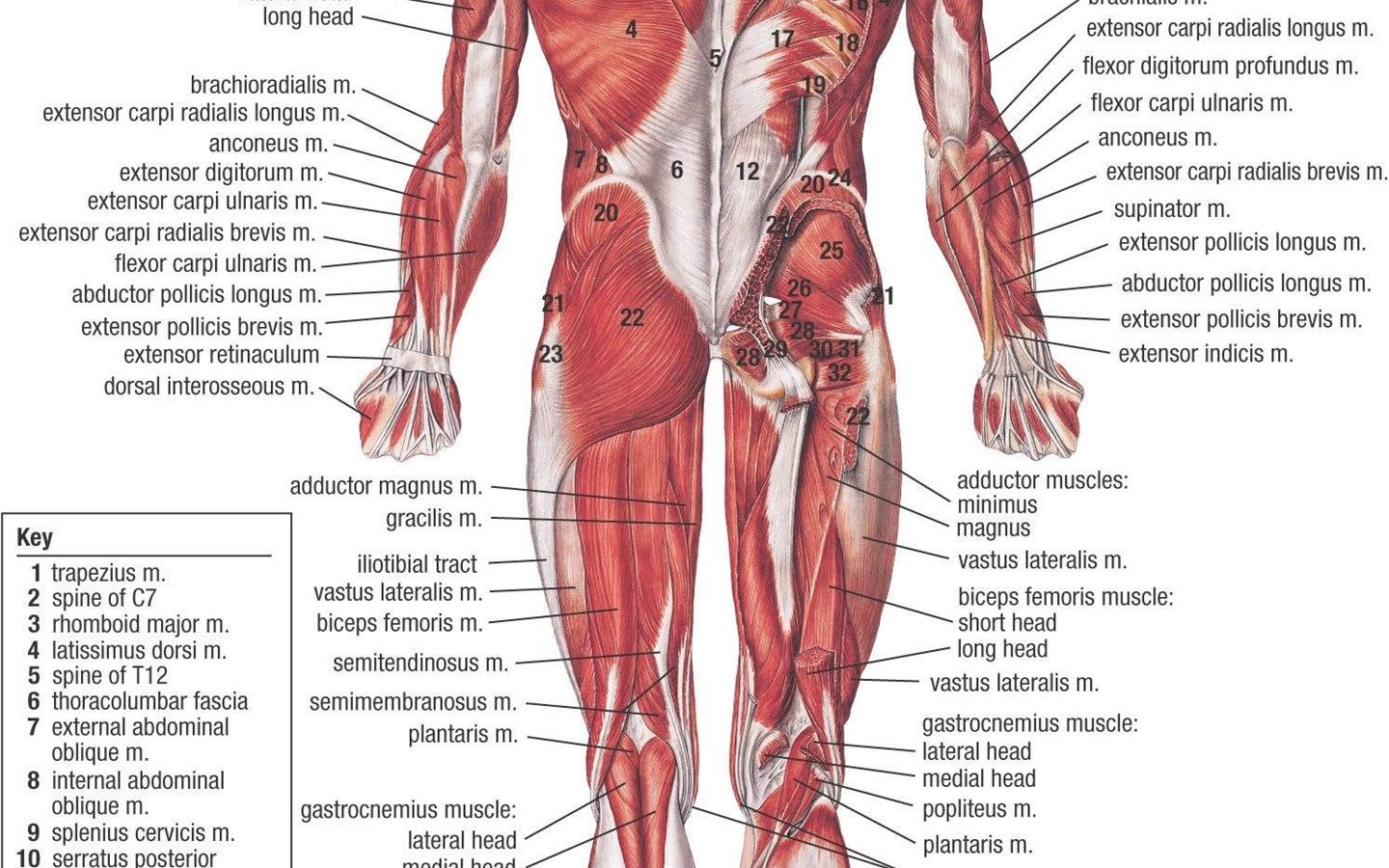 Anatomy Human Body Art Wallpaper Desktop Background
