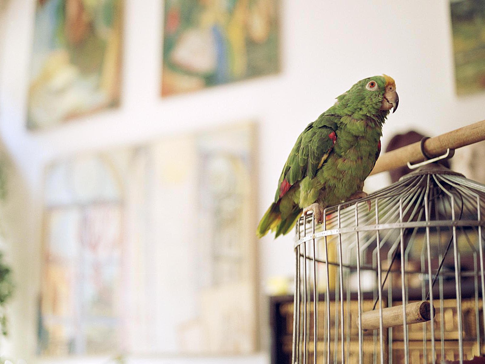 Parakeet Cage Wallpapers - Wallpaper Cave