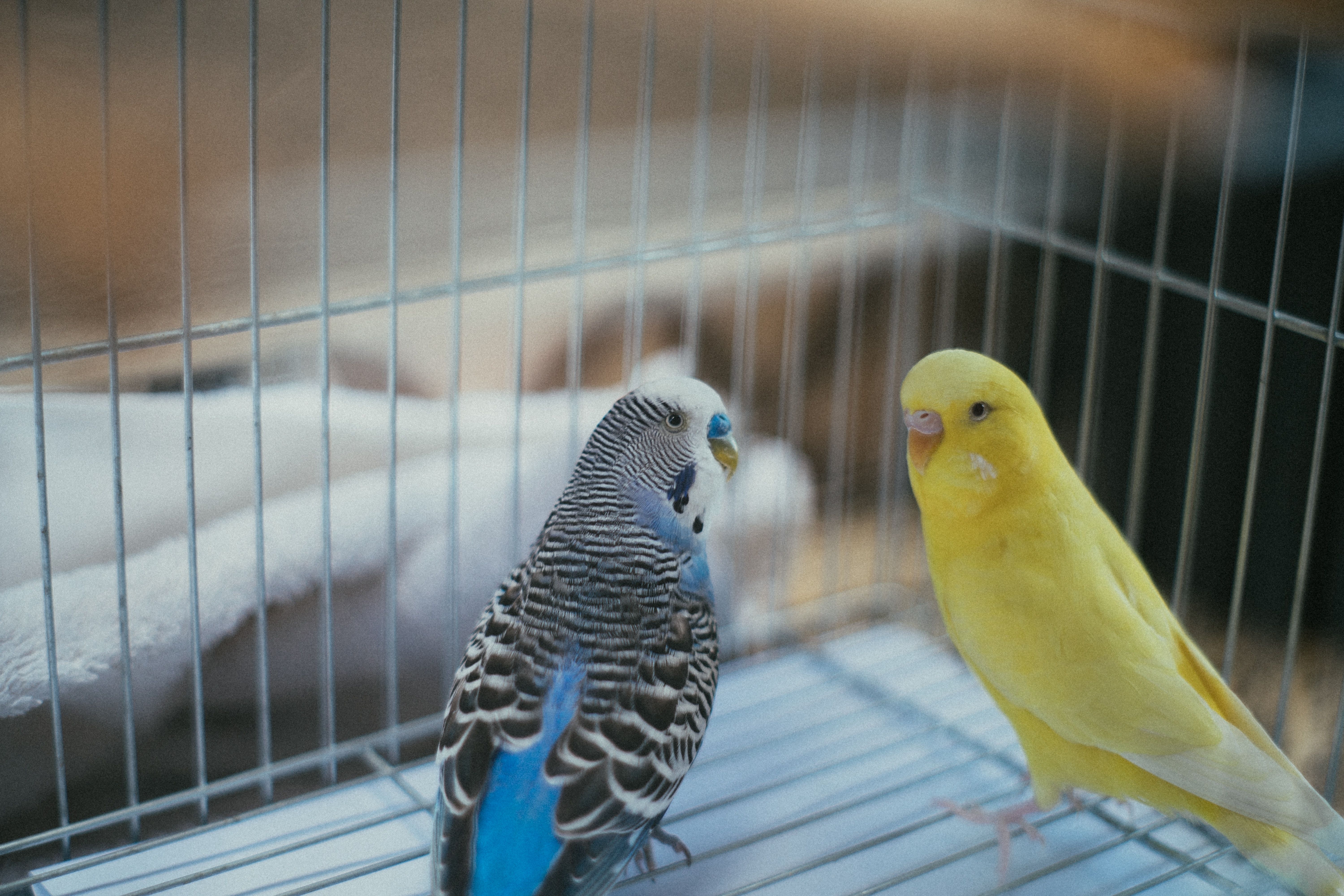 Yellow and Blue Birds Inside A Cage · Free