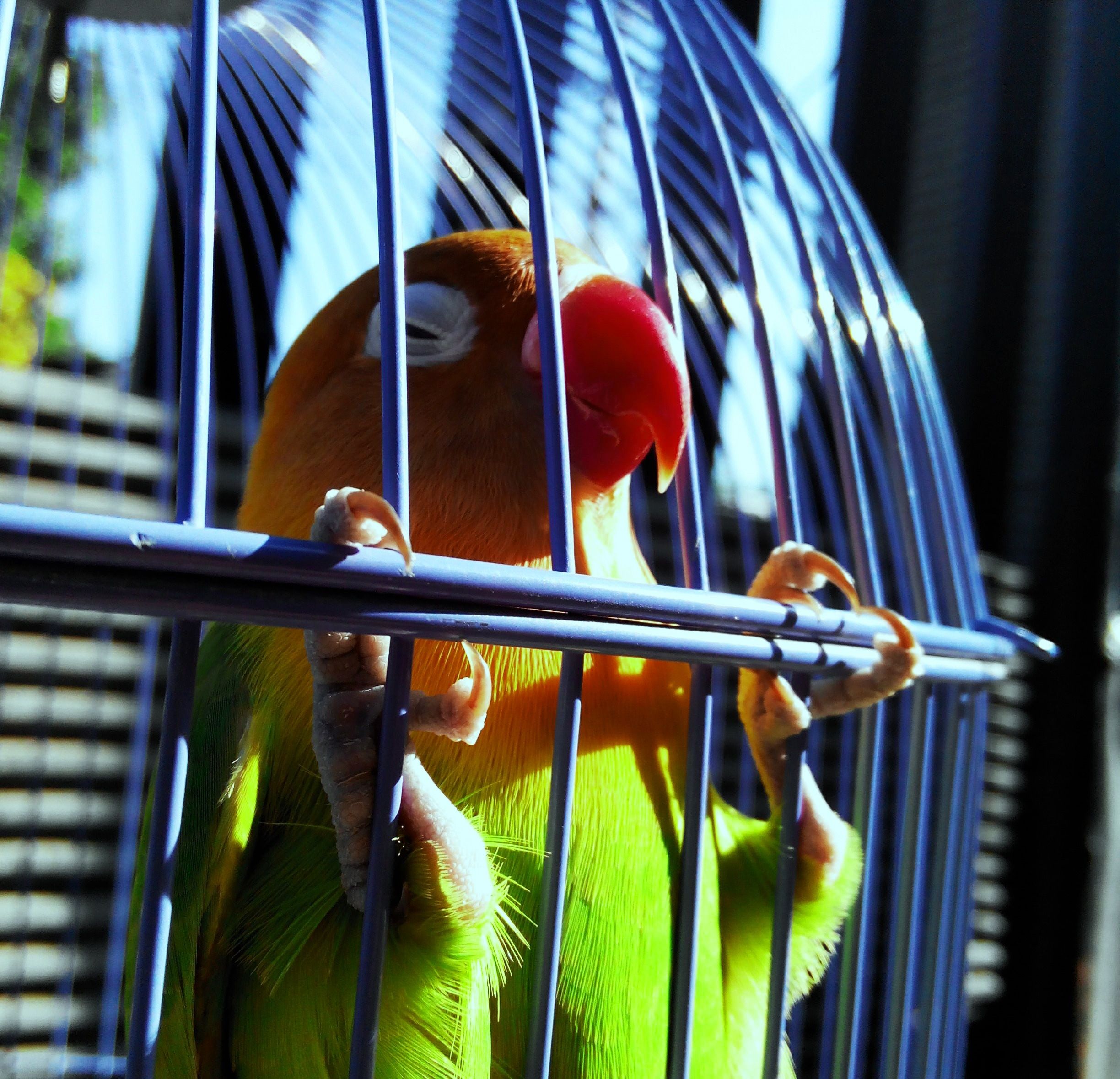 green parrot with red beak free image