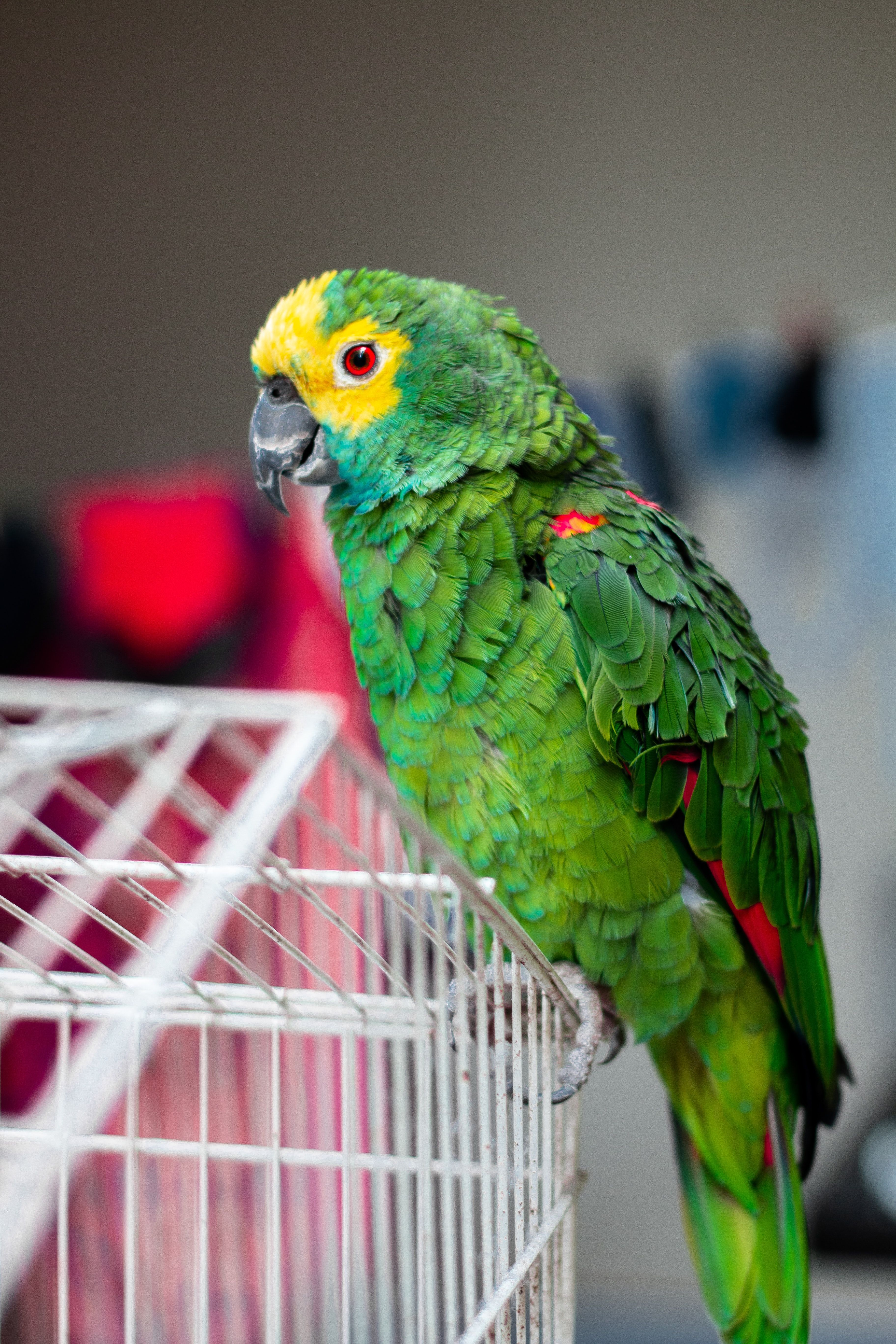 Green Parrot Perched on Bird Cage · Free