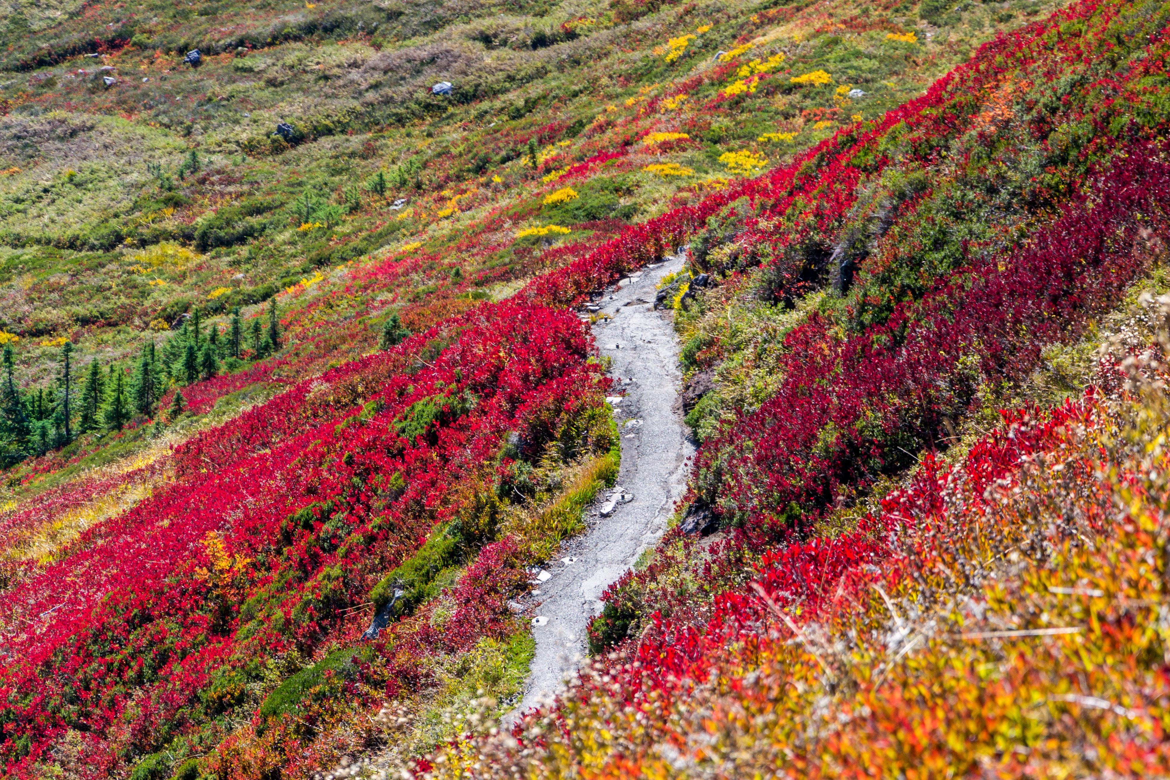 3922x2615 #plant, #nature, #green, #hillside, #red, #path, #meadow, #summer, #Free picture, #wildflower, #road, #autumn, #trail, #mountain, #field, #vistum, #landscape, #spring, #flower, #yellow, #hill. Mocah.org HD Desktop Wallpaper