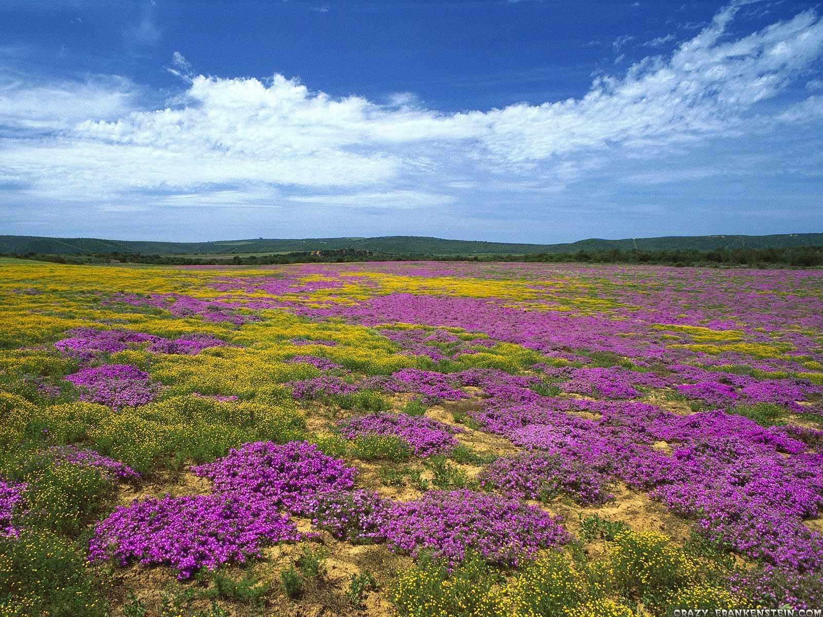 Wild flowers in the Eastern Cape, South Africa. Eastern cape, Meadow garden, Nature