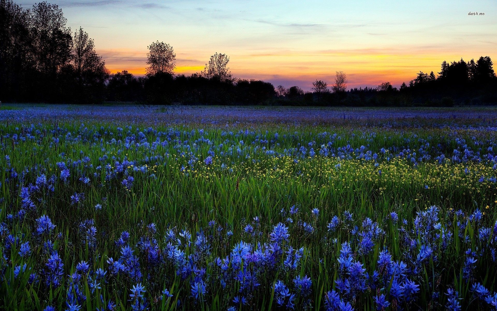 Blue wildflowers wallpaper. Wild flowers, Wild flower meadow, Sunset