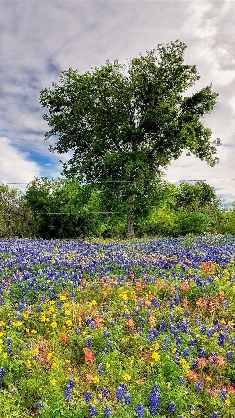 Wallpaper Spring wildflowers 2560x1600 HD Picture, Image
