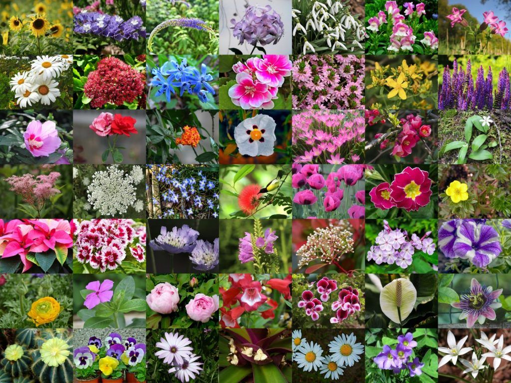 List Of 300 Flower Names A To Z with Image