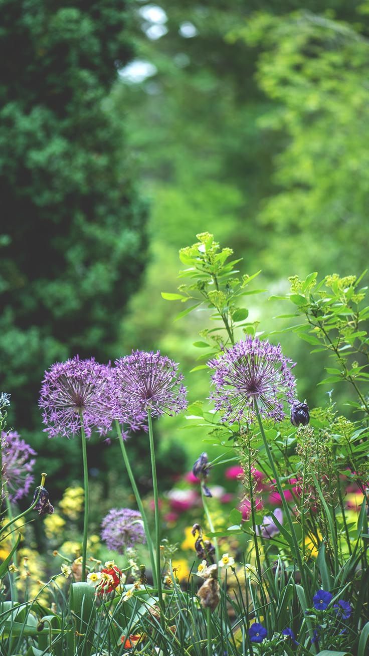 Celebrating Summer with 21 Wildflower iPhone Wallpaper. Preppy Wallpaper. iPhone wallpaper preppy, Preppy wallpaper, Nature iphone wallpaper