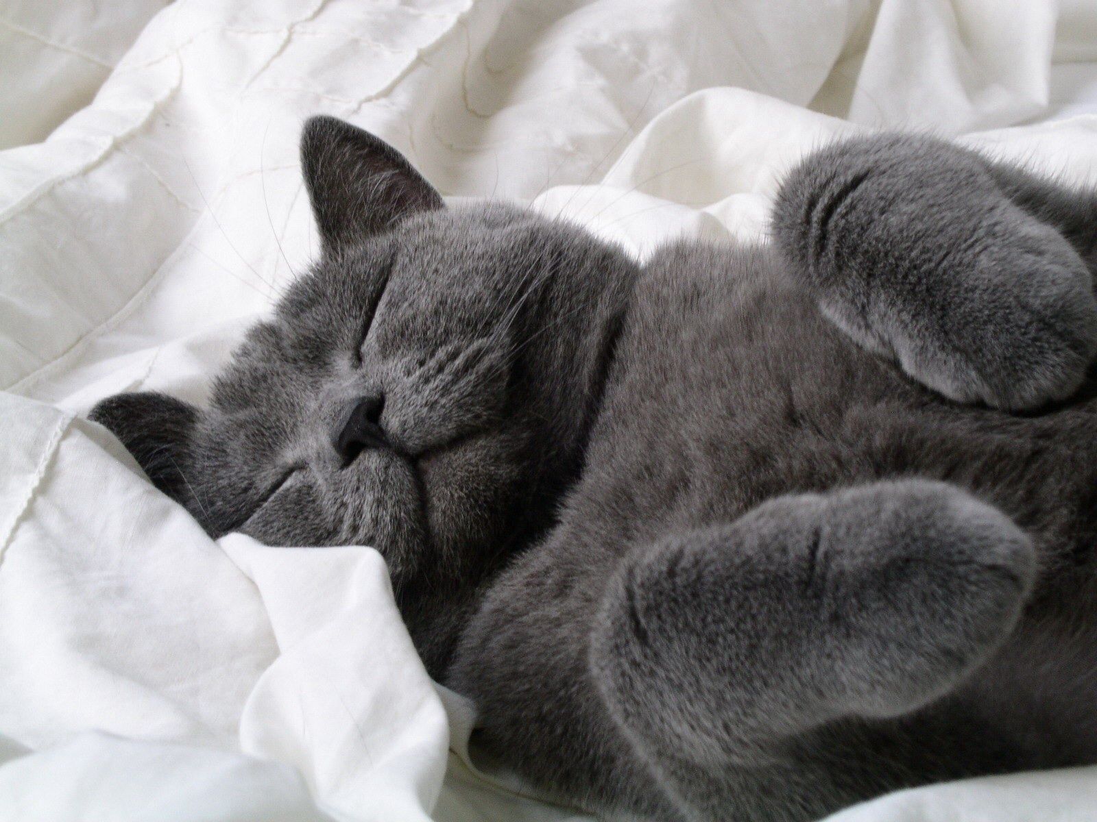 Fluffy Grey Cat wallpaper. Grey cat wallpaper, Cats, Grey cats