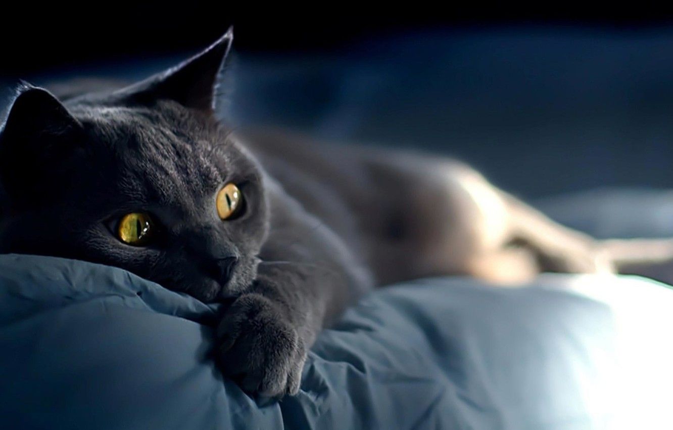 Wallpaper Sleeping, Grey, Cat image for desktop, section животные