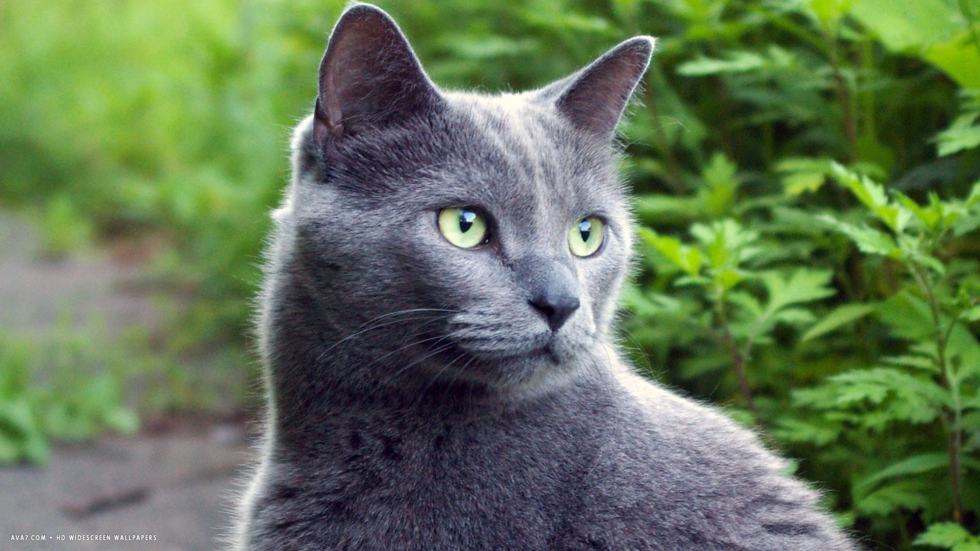 grey cat in nature 1920x1080. russian blue cat HD widescreen wallpaper