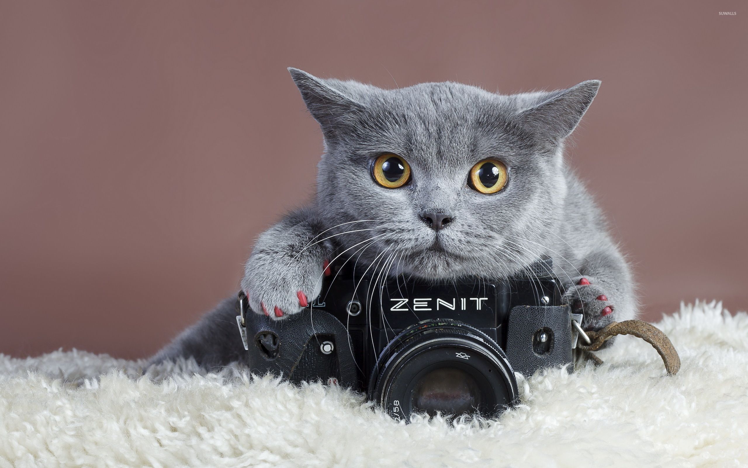 Gray cat with a Zenit camera wallpaper wallpaper