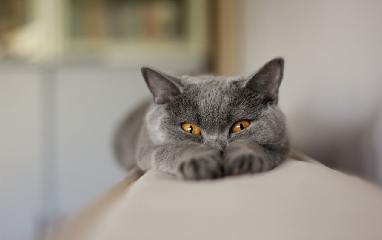 Gray Cat Stretching wallpaper. Gray Cat Stretching