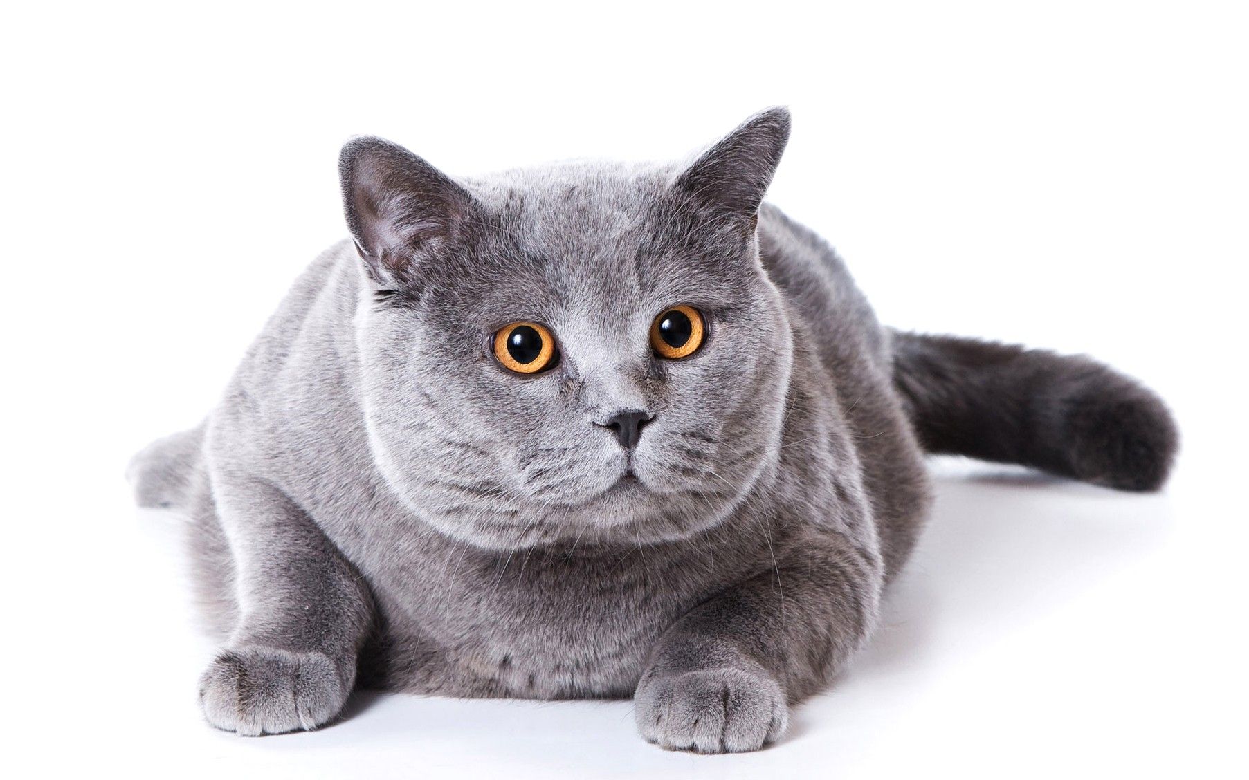 Big, Gray, Cat, Puffy Cats, Widescreen Pussycats, High Resolution Pet Photo, Baby, Amazing Cats, Cat Desktop Image, Cat Wallpaper For Mac