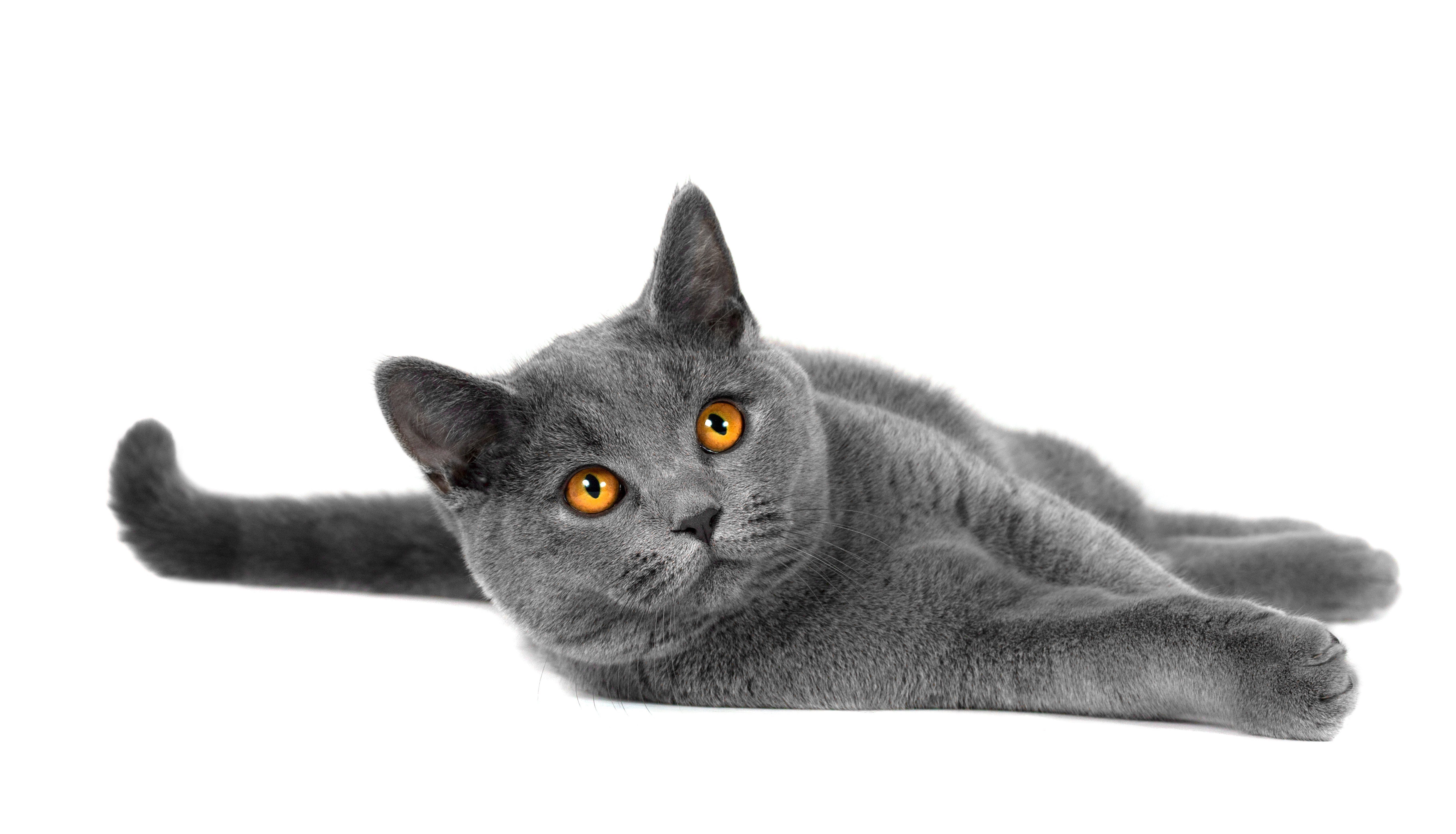 Animal Cat Gray Wallpaper:7283x4171
