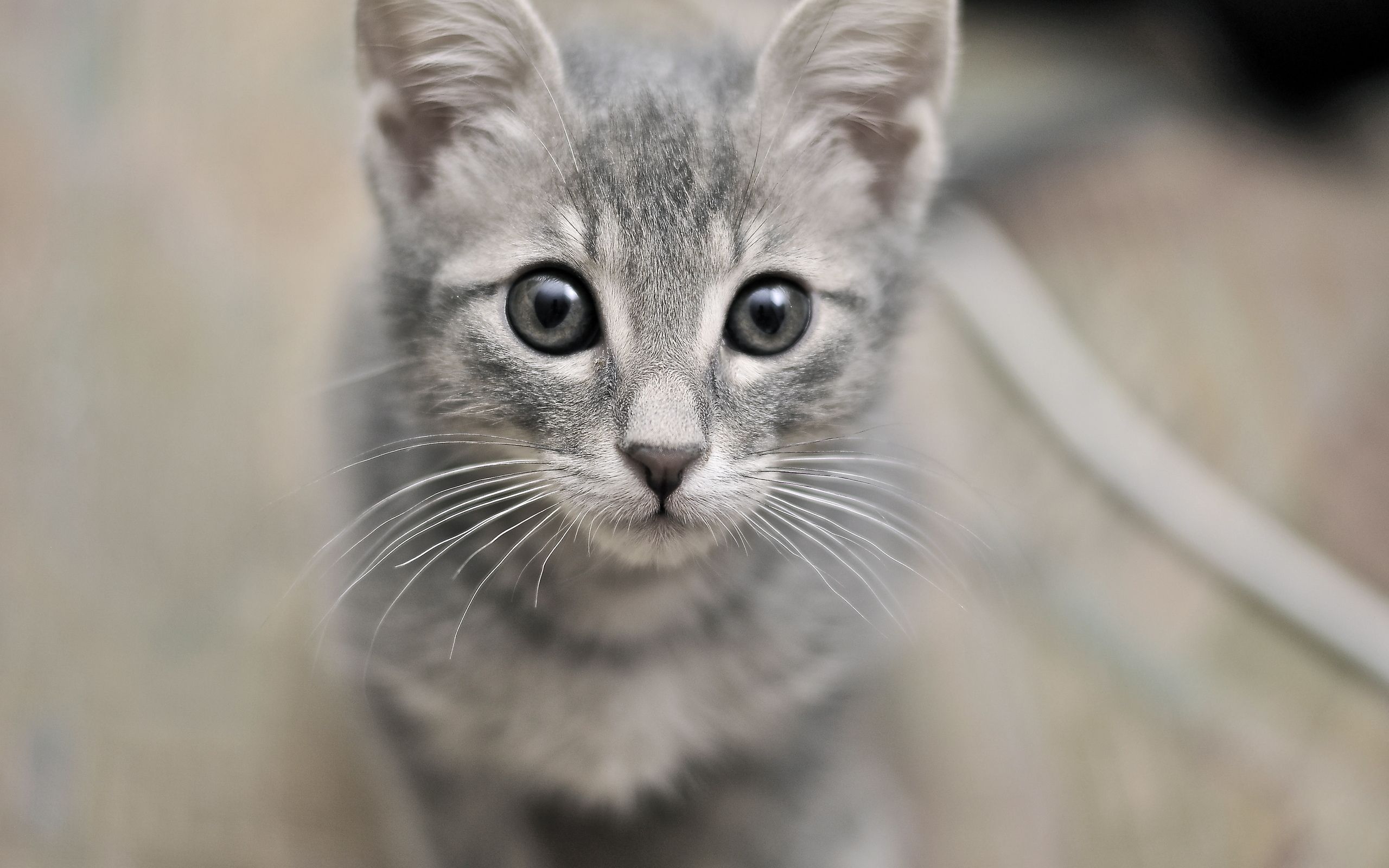 Cute gray cat with gray eyes wallpaper and image, picture, photo