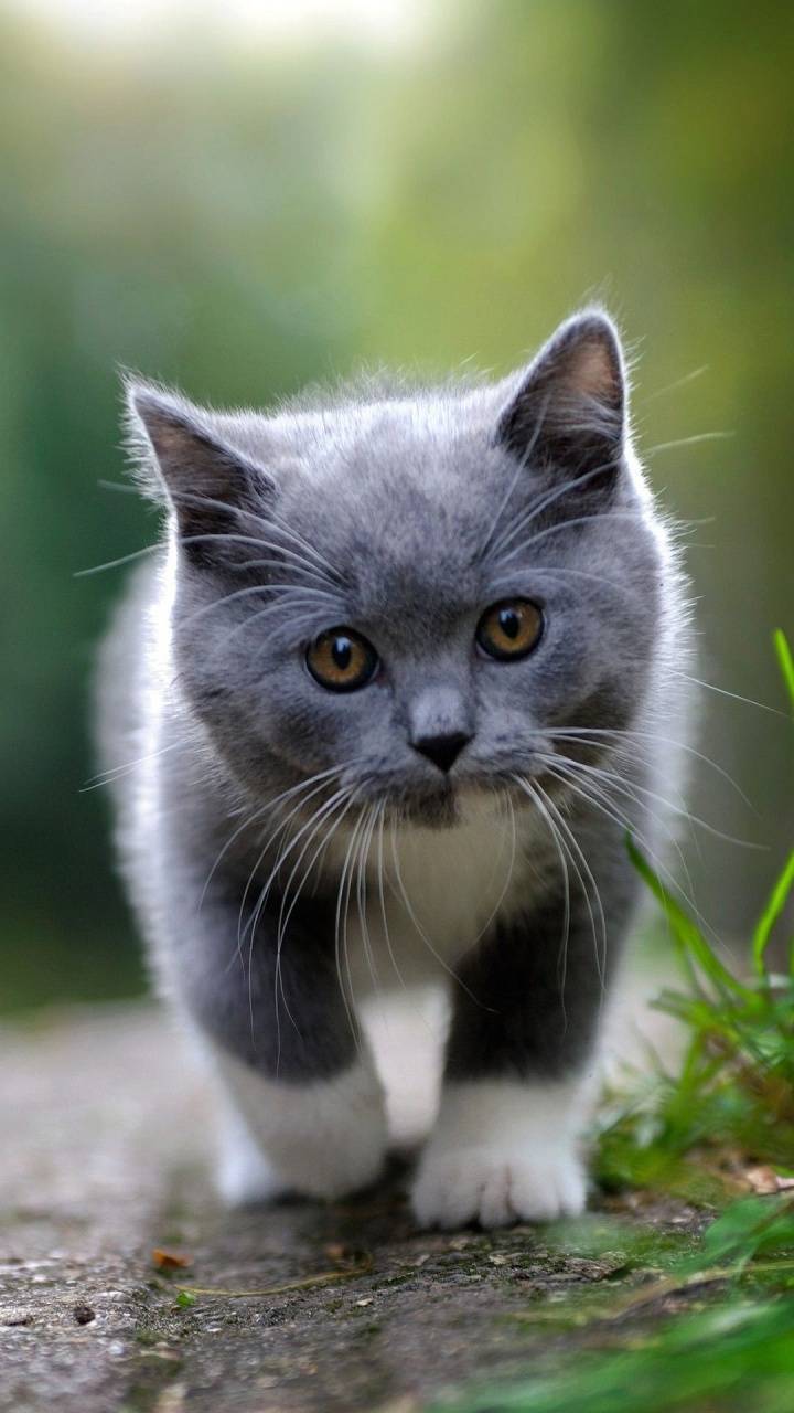 Gray cat wallpaper