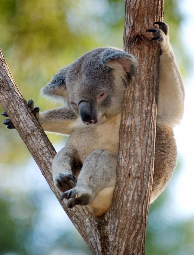 Koala bears Wallpaper HD FREE for Android