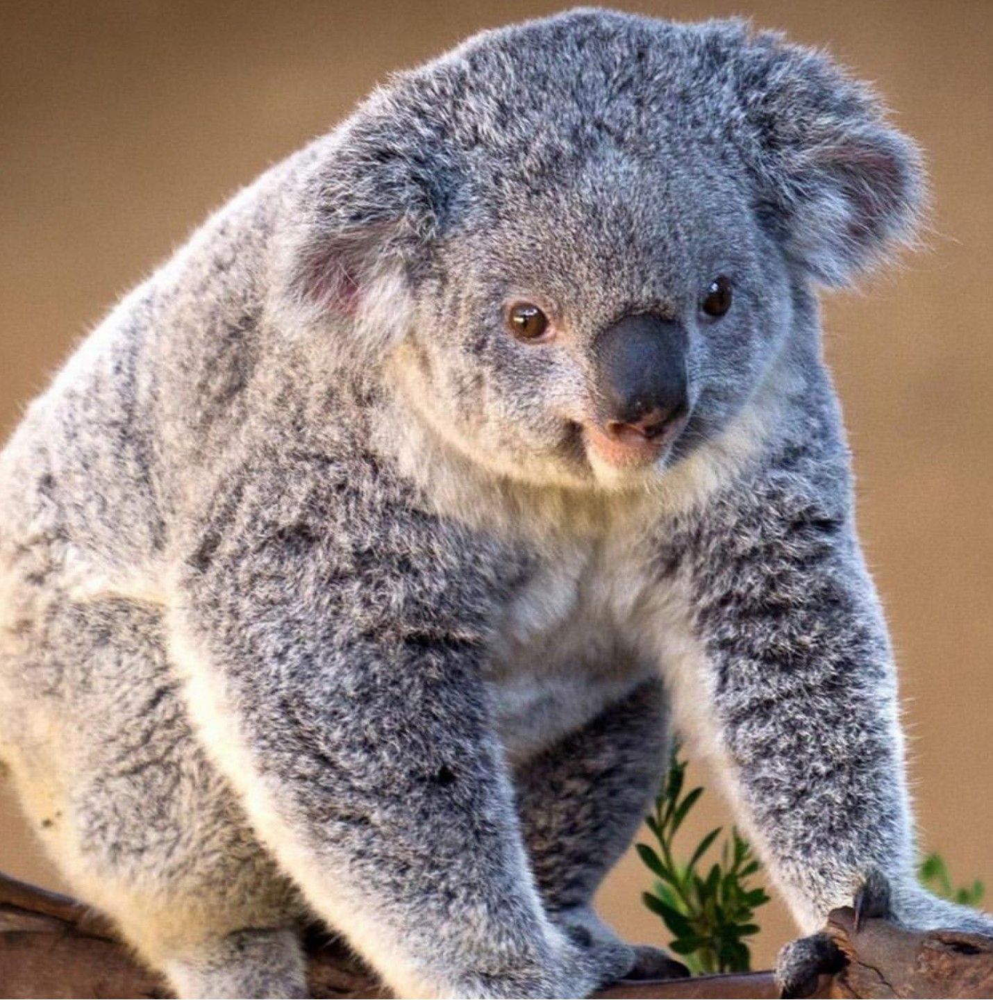 AussieFauna. Koala, Koalas, Koala bear