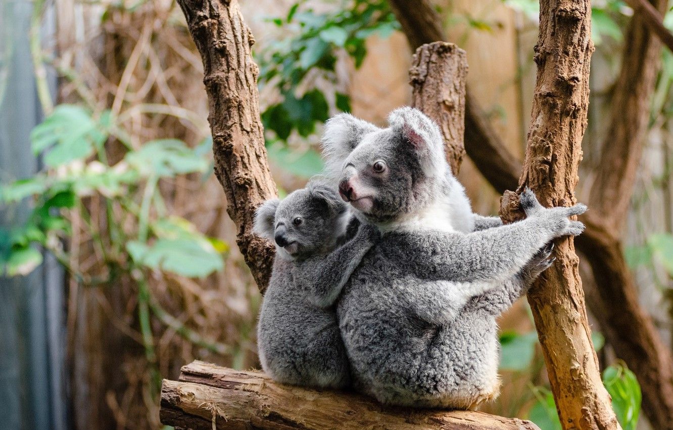 Wallpaper look, leaves, branches, nature, background, tree, baby, cub, two, sitting, Koala, mother, cute, bears Koala image for desktop, section животные